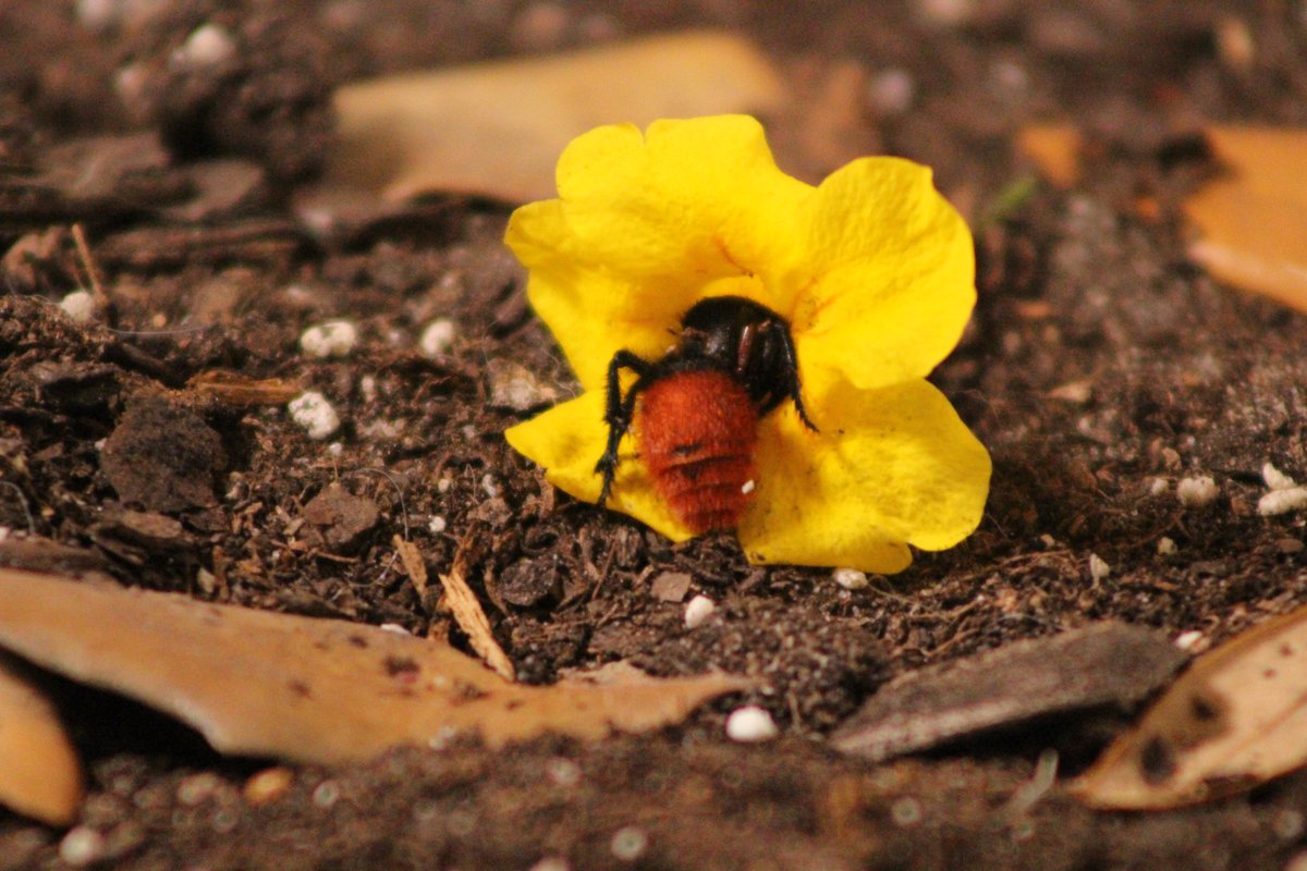 BanditoBill tweet media