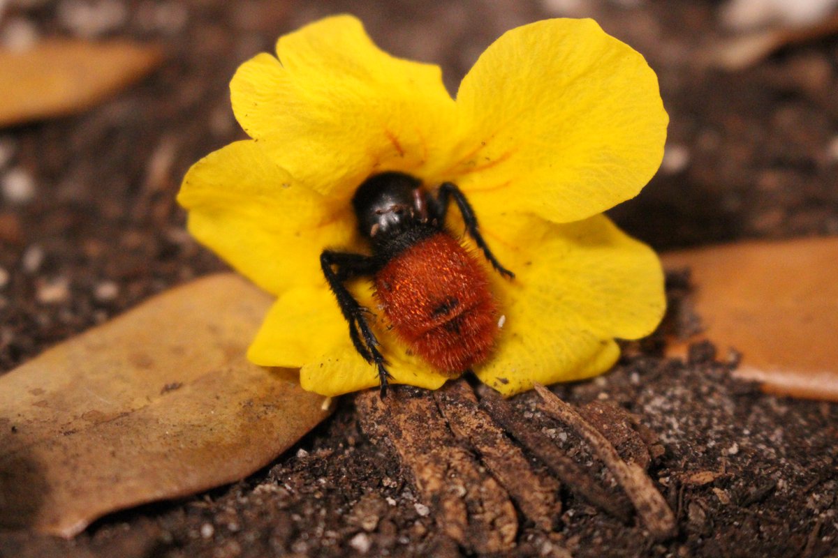 BanditoBill tweet media