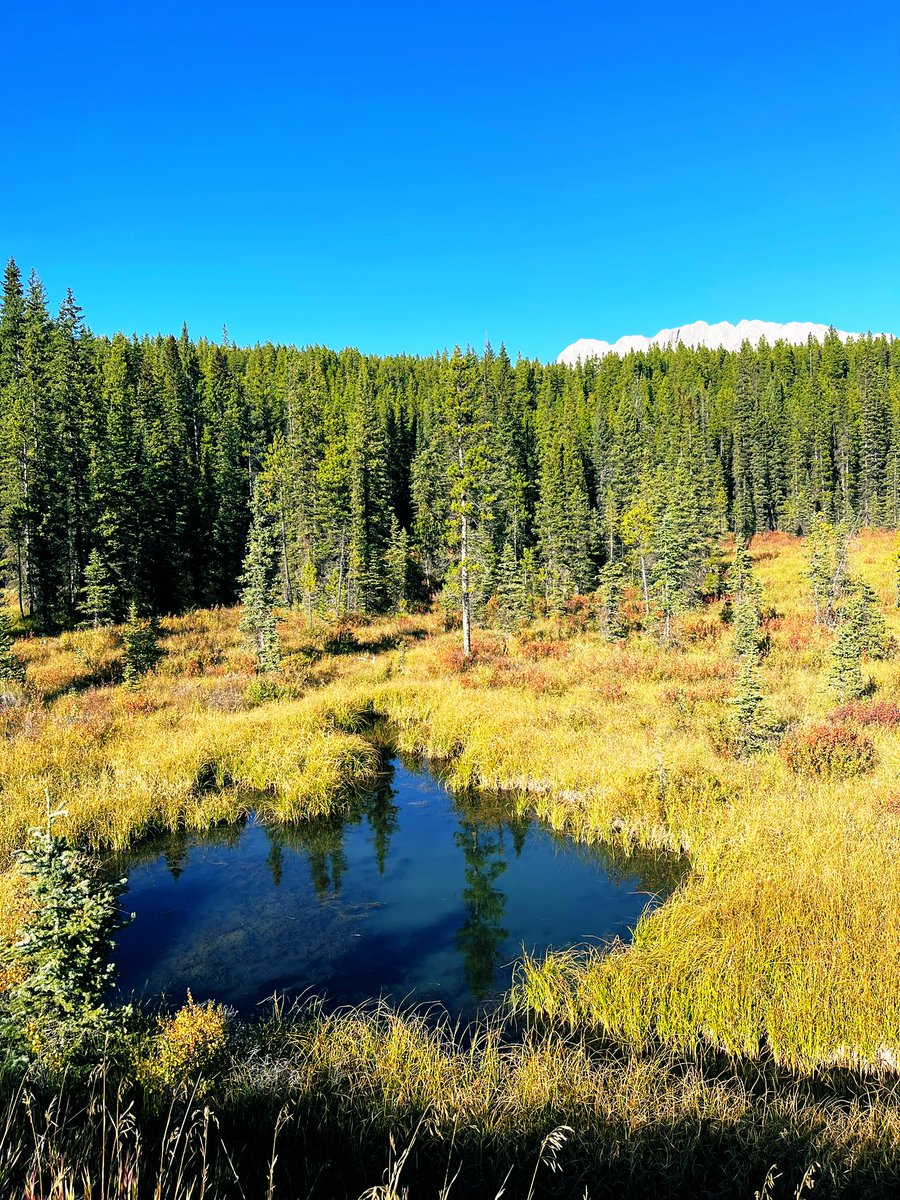 WifeyNaomi's tweet photo. We escaped to the mountains for a wonderful rest/camping trip β€οΈ is there anything better than sitting in Godβs creation and worshiping Him? We are really blessed to live so close to such a beautiful place. #peterlaugheedprovincialpark #kananaskis #Alberta #Banff #bowfalls https://t.co/s7kQ2YyyxT