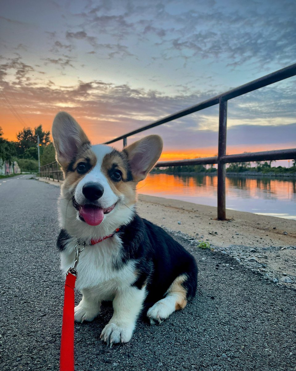 Guys, I blinked and Nugget doubled in size.