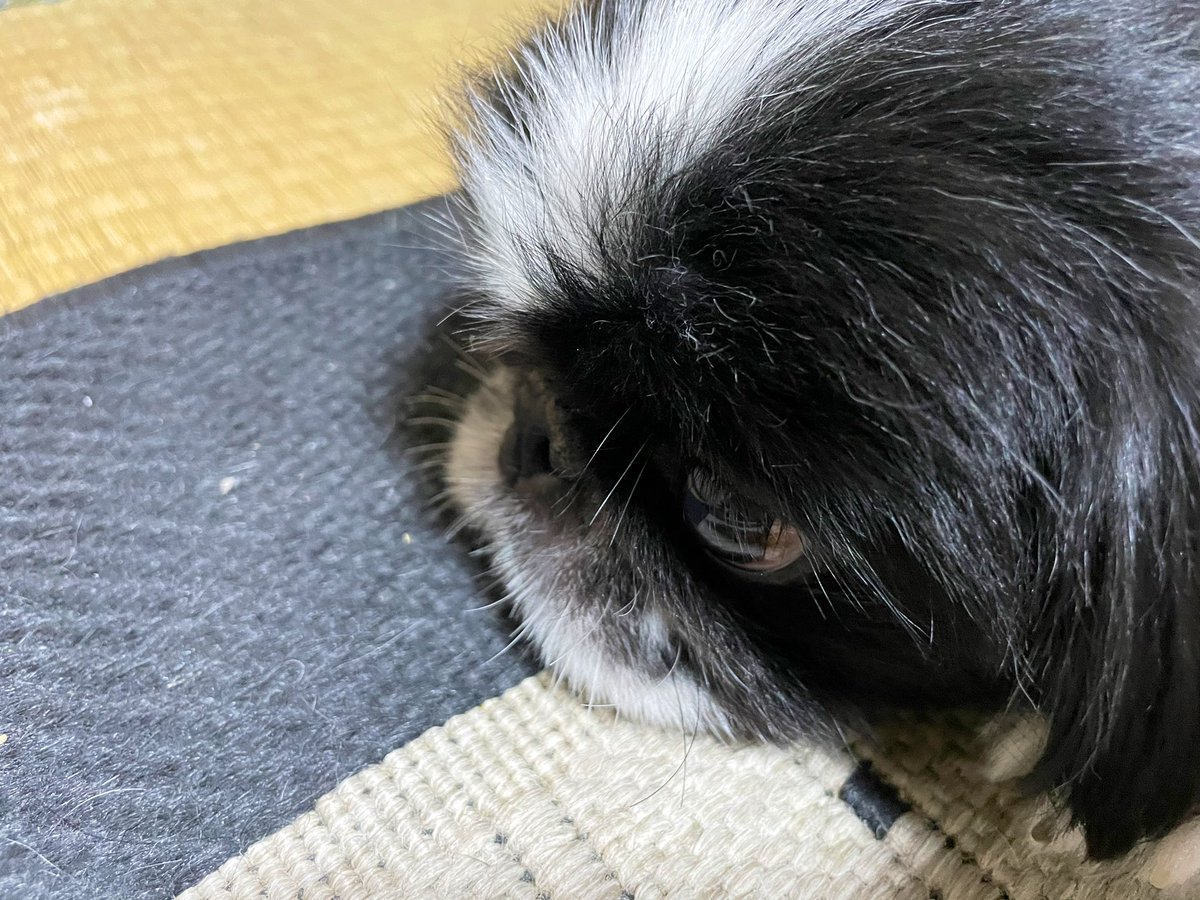 犬のむにゅってなる口元って
なんでこんなに可愛いんだろう😣❤️
むにゅむにゅ触り心地もいい☺️
触りすぎたら怒られるけど笑。