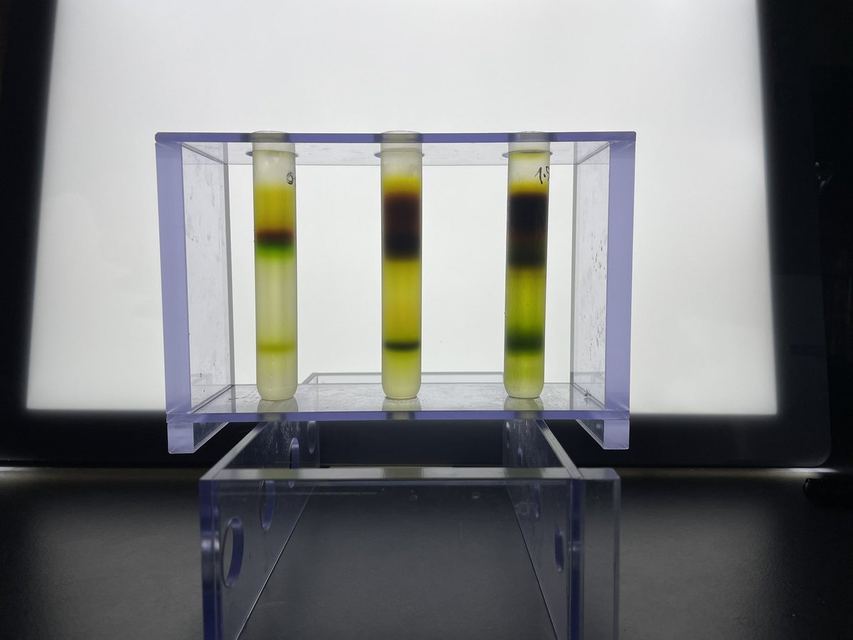 romain_larocca's tweet photo. The beauty of sucrose density gradient 🌱 very singular way to purify proteins https://t.co/vEixdevT5K
