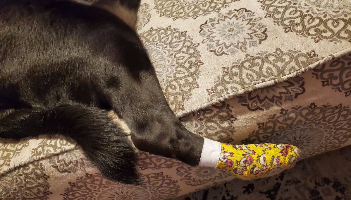 DearAbbyWaffles's tweet image. Gots owies. Paw nail broke at quick and had to see vethairyman for chiggen dressing while it heals. Send treats🤕🥺#Bentleygotbooboo #chiggenbandages #clumsy #labzilla 🐔🩹