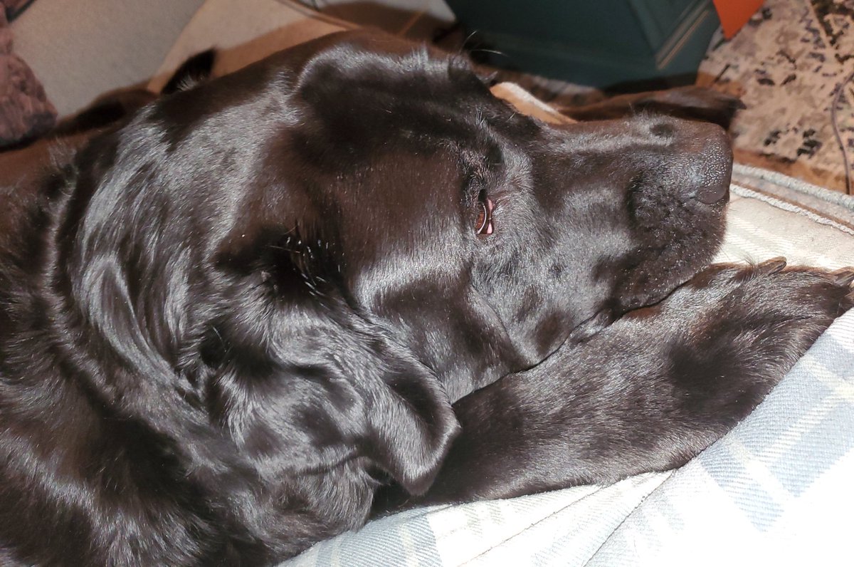 DearAbbyWaffles's tweet image. Gots owies. Paw nail broke at quick and had to see vethairyman for chiggen dressing while it heals. Send treats🤕🥺#Bentleygotbooboo #chiggenbandages #clumsy #labzilla 🐔🩹
