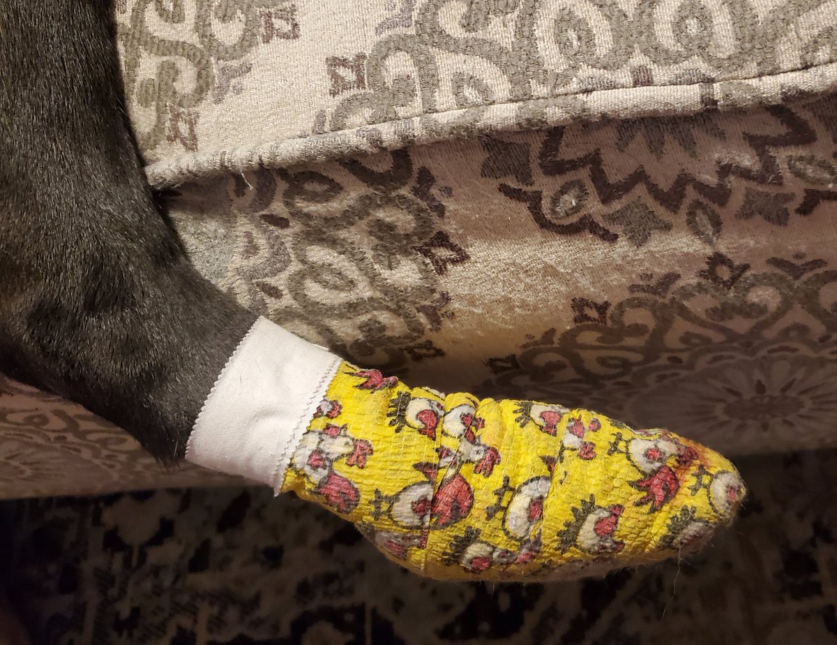 DearAbbyWaffles's tweet image. Gots owies. Paw nail broke at quick and had to see vethairyman for chiggen dressing while it heals. Send treats🤕🥺#Bentleygotbooboo #chiggenbandages #clumsy #labzilla 🐔🩹