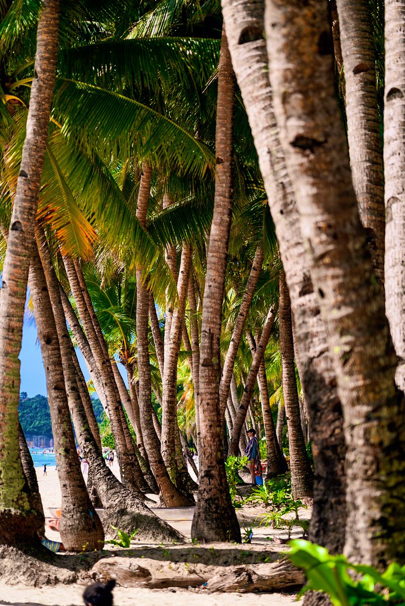 spinnerMMA's tweet photo. A Unique Formation of Coconut Trees in Boracay! https://t.co/KtMVYnkVlU
