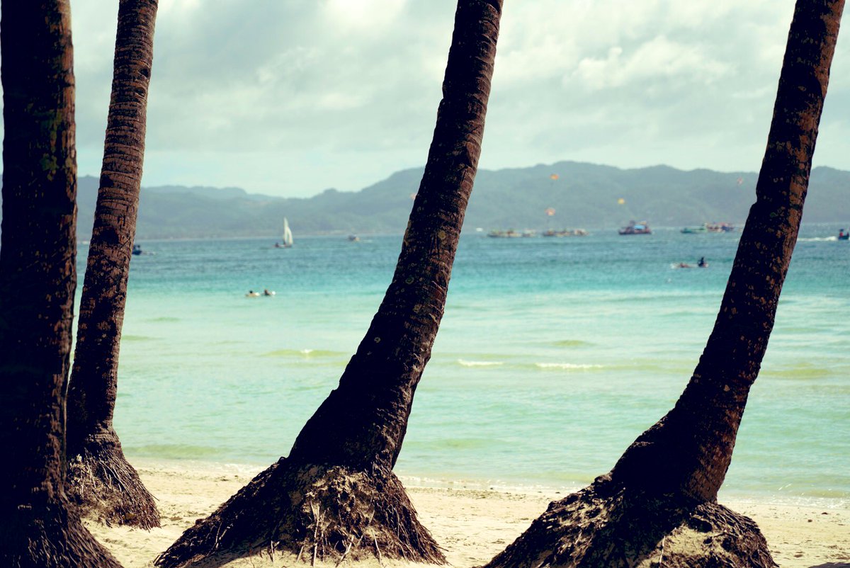 spinnerMMA's tweet photo. A Unique Formation of Coconut Trees in Boracay! https://t.co/KtMVYnkVlU