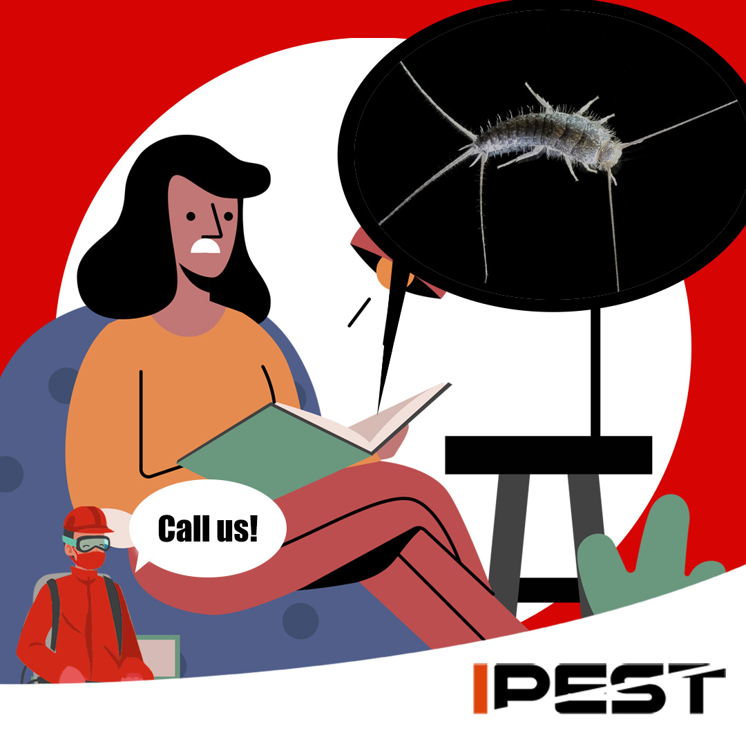 IpestM's tweet image. Silverfish nibbling away at your precious books and documents? 📚🚫🪲

Our silverfish control services will safeguard your valuable items from these destructive pests.🛡️

#SilverfishControl #ProtectYourBooks #PreserveMemories