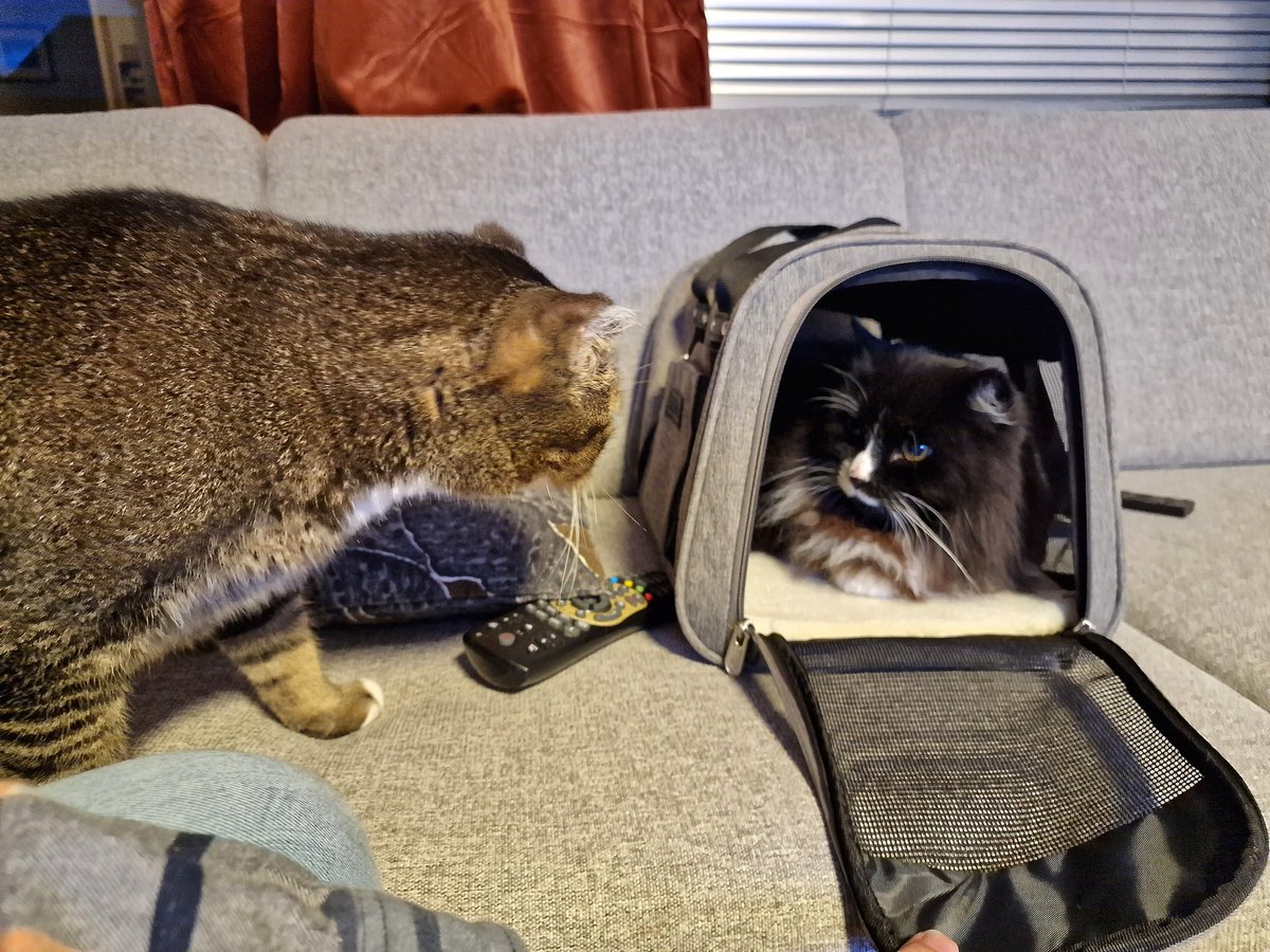 Knøtte is testing her new Sherpa transport carrier for travelling with airplane. 😃 She has friends wondering what is going on. 😻