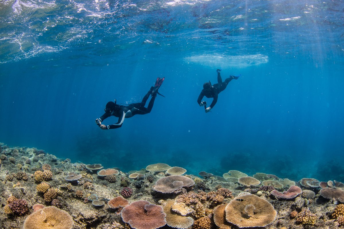 WildThings_Roam's tweet photo. Take a #holiday while helping the #planet with these amazing #expeditions in #TropicalNorthQueensland, #Australia
https://t.co/asjS2Zd4mD https://t.co/YYkxAAsN5R