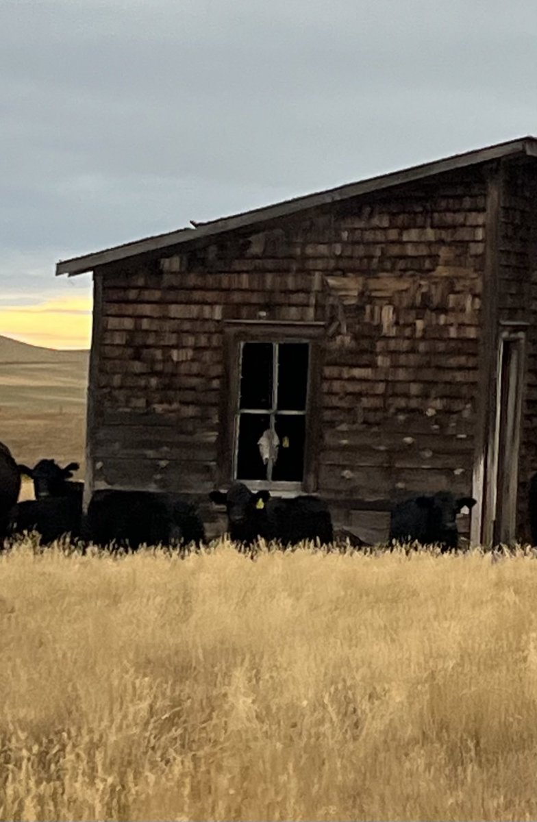 Kelly Walker tweet media