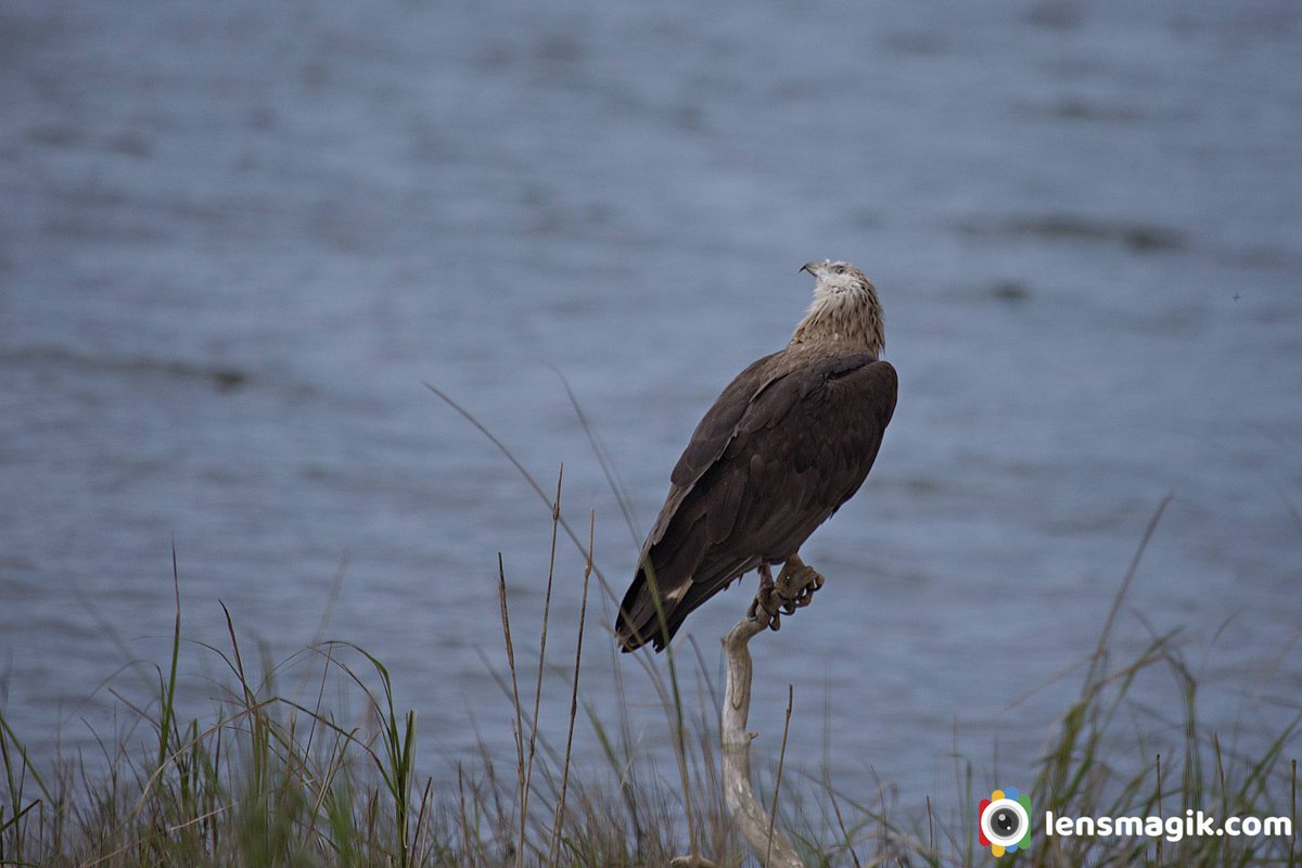 Pallas's Fish Eagle bit.ly/3uw6Ak5 Eagles of India #pallasfisheagle #pallasseaeagle #fishkillereagle #eaglesofIndia #eagles #birdsofIndia #uttarakhandbirds #corbettnationalpark #birdphotography #birdsoftwitter #wildlifephotography