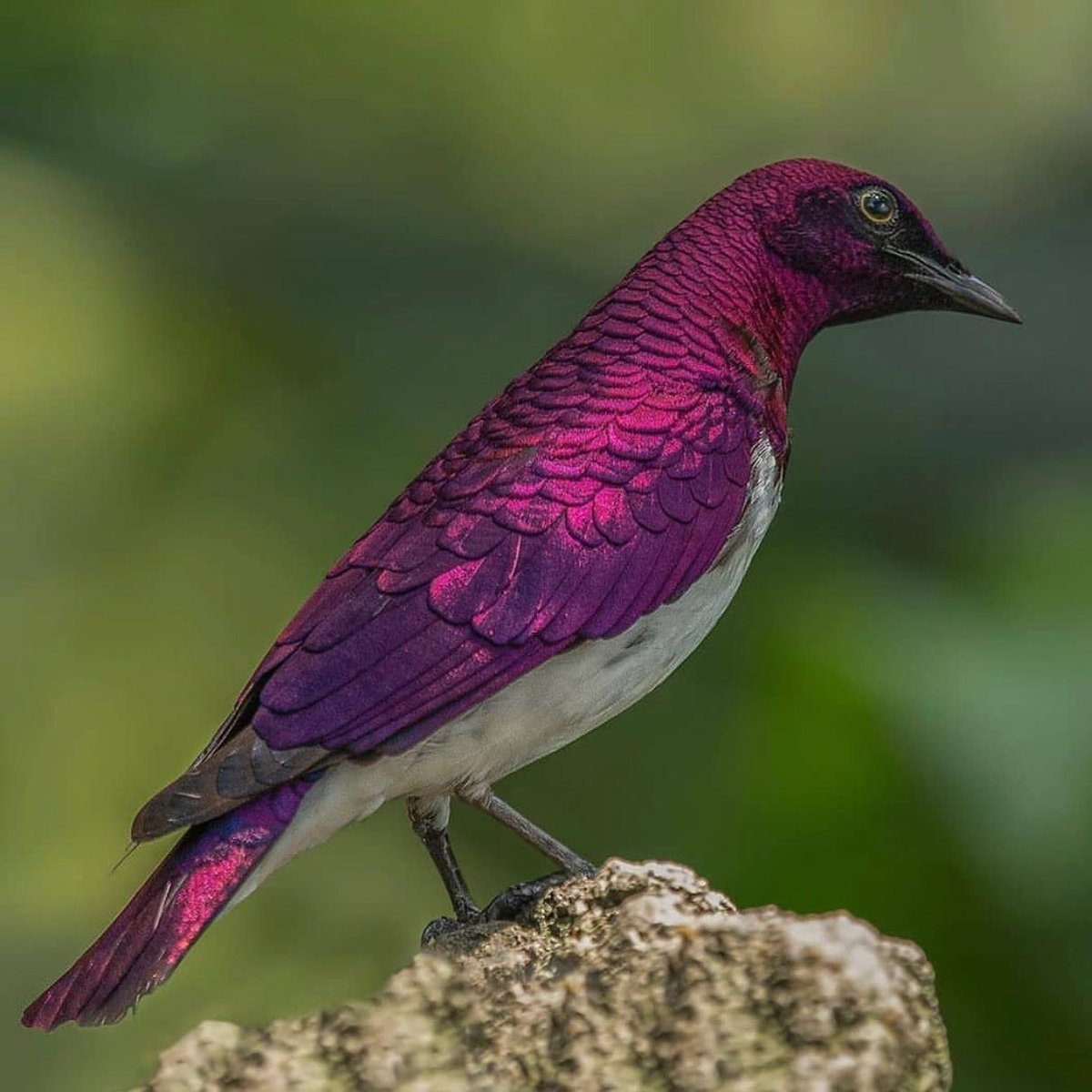 Birds Perfection tweet media