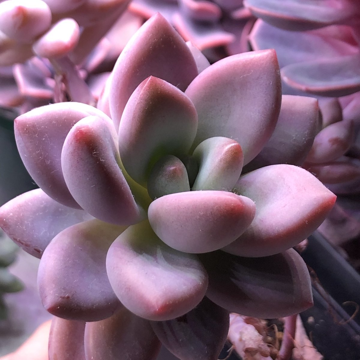 ᅠ  ᅠ  

⠀ᅠ  ᅠᅠ  ᅠ  

⠀ᅠ  ᅠ 𝐅𝐞𝐥𝐢𝐳 𝐞𝐪𝐮𝐢𝐧𝐨𝐜𝐜𝐢𝐨 𝐝𝐞 𝑴𝒂𝒃𝒐𝒏. 

Me he preparado durante muchos meses para regalarles las suculentas preciosas que planté y ahora, son perfectas para que ustedes las cuiden. Quiero que sepan que son muy especiales ›