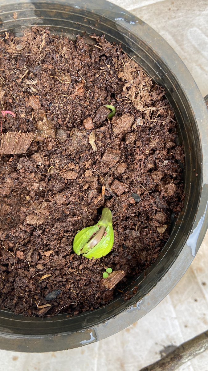 Happy to see the cashew seeds propagate 🌱😊