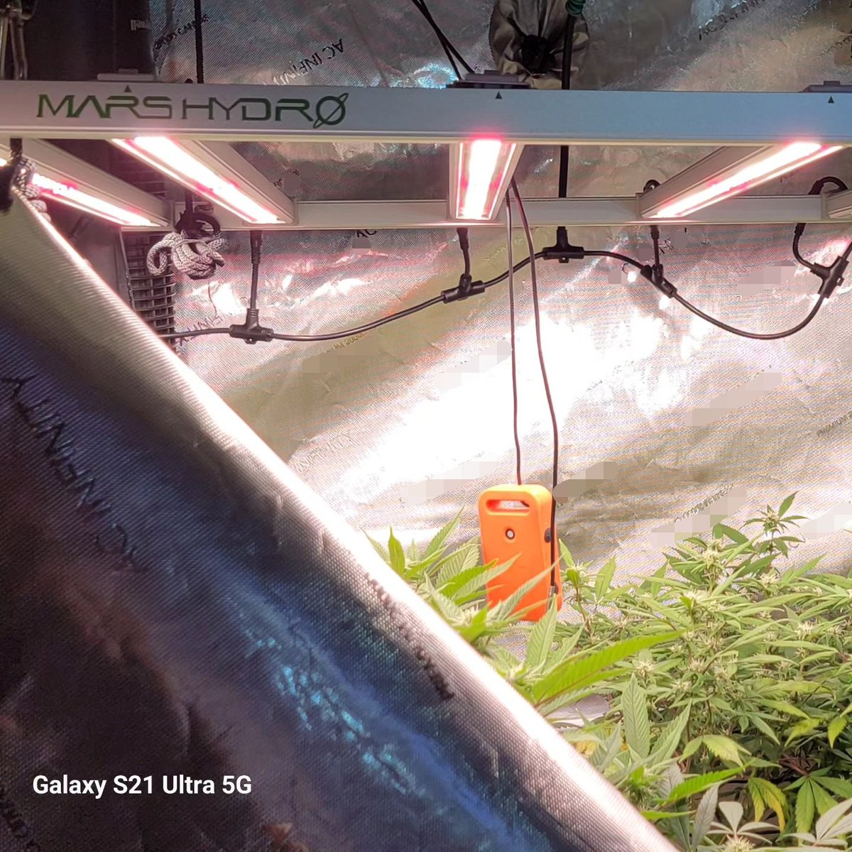 Coco_Pan2022's tweet photo. #FCE4800 480Watt #smartbarlight Everyday Opening the tent and seeing the plants growing well is a proud thing #Cannbiscommunity https://t.co/0n6ILKpX7T