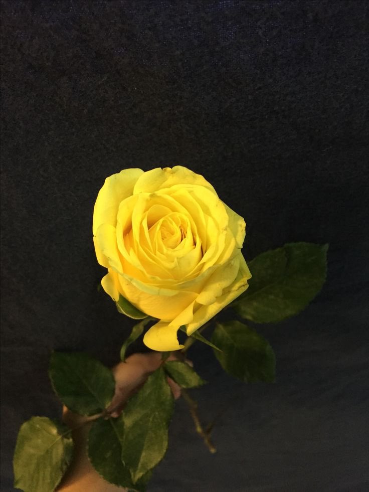 𝚁𝚎𝚢 • 𝙾𝚕𝚍 𝙰𝚄 tweet media