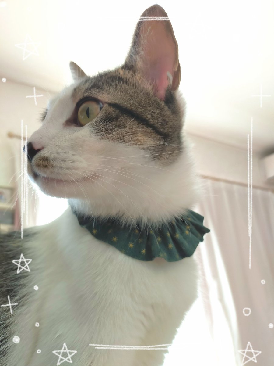 nkae15903322's tweet photo. こちらに私のシュシュ首輪を置かせていただくことになりました😊✨
売上の1割がhinataboccoさまの活動に役立てられます❣️
ぜひ足をお運びください💗💗
 #保護猫譲渡会  #保護猫を家族に 
 #Labirds https://t.co/81rDQ6brp7