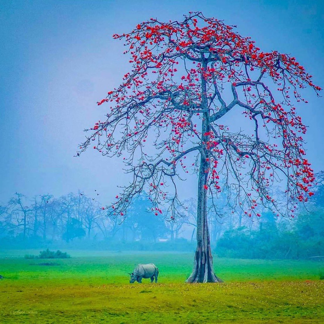 rameshpandeyifs's tweet photo. Today is World Rhino Day. We have proudly conserved this mega herbivore species in Terai-Duar and Brahmaputra floodplains. 

Dudhwa is a success story where they were one horn rhinos were reintroduced in 1984 and now there population is around 40. 

PC: Shared #WorldRhinoDay https://t.co/Y4ym7nV3XR