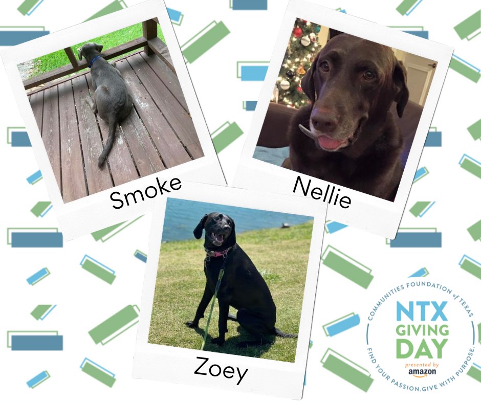 DFW Labrador Rescue tweet media