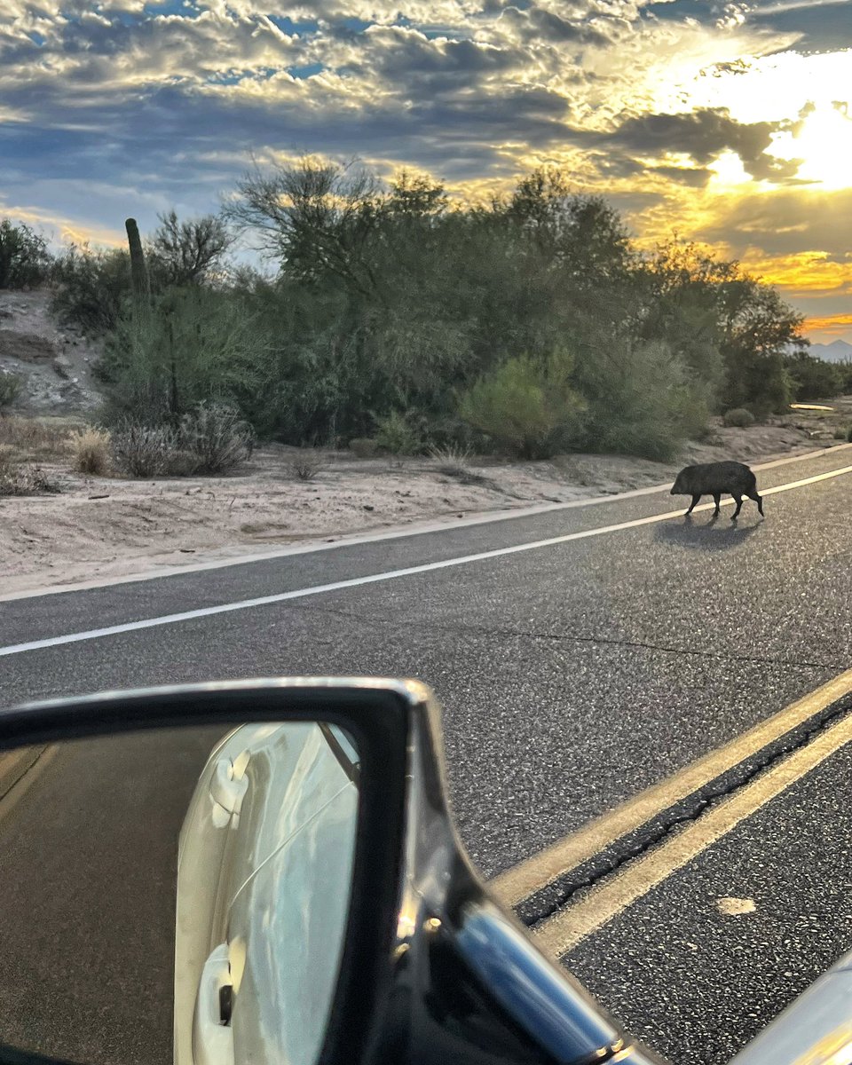 Don’t forget to share the road with your neighborhood javelina! 🐗🤎
••••••••
#javelina #sharetheroad #wildlifecrossing #wildlife #desertlife #sunset #dovemountain #marana #tucson #arizona