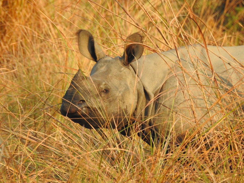 Today, 22 September is #WorldRhinoDay Can you name the #Tiger Reserves where this living unicorn is found...