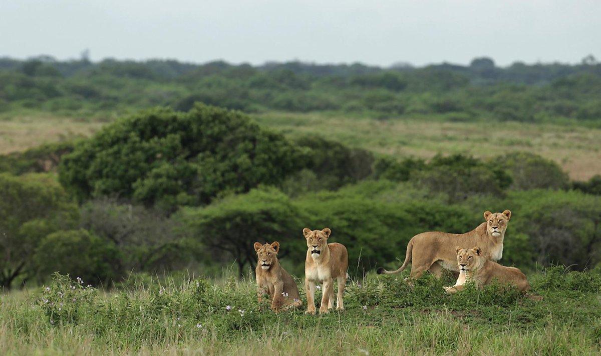 Robert Gifford tweet media