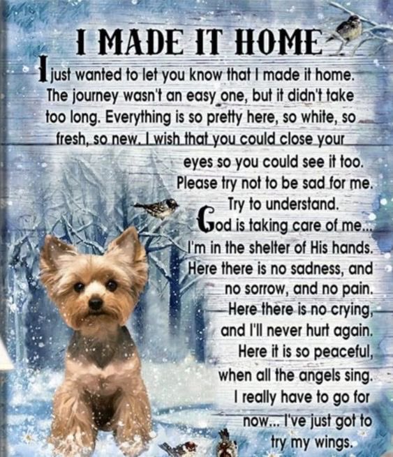 Merebella07's tweet photo. @Grafocafe Te enviamos un abrazo 🤗 Cachito 🐾 y yo. Lo sentimos mucho Maryfer que Dios te llene de paz en estos momentos difíciles 😞🙏🏼🐾❤️ https://t.co/bKip0cqMDW