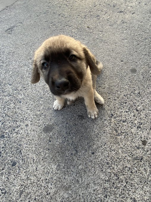 sabah sabah g&uuml;n&uuml;m&uuml; g&uuml;zelleştiren şu şapşiğe bir bakınnn  &ccedil;omarsuuuuuuu https://t.co/6u7hrpc5bO