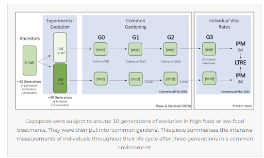 Copepods cultured in high-food environments differed in life-history traits from those cultured in low-food environments. Alex Blake and Tim Coulson found these discrepancies didn’t translate to differences at the population level. <a href="/GeometricBiol/">Geometric Biology</a> cgb.org.au/2023/08/17/fro… <a href="/Oikos/">OIKOS</a>