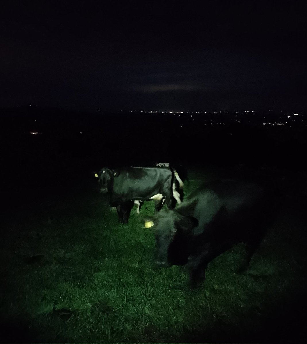 pgilman1962's tweet photo. I'm missing the summer morning already, up on Bridestone farm #cowtime #milkingtime https://t.co/5w25JhElOS