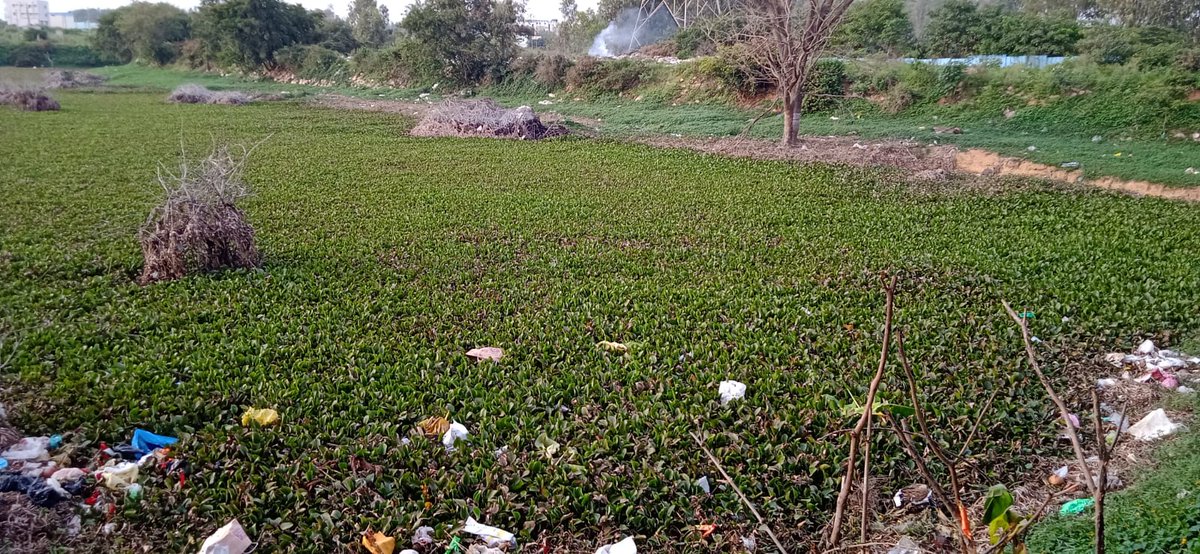 ecitycredence's tweet image. Doddathoguru Lake needs urgent attention as it&apos;s become a dumping ground for garbage and is surrounded by hyacinth. Requesting swift action from authorities to save our lake. 🙏 #SaveOurLake #EnvironmentalConcern
@AMalligavad @ELCIA_IN
@ZillaUrban @karnatakakspcb 
@ECityRising