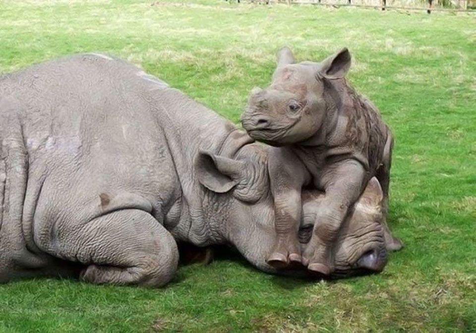 आज #WorldRhinoDay है ; हर वर्ष आज के दिन गैंडों की बची हुई पांच प्रजातियों के सम्बन्ध में जागरूकता फैलाने के लिए इस  दिवस को मनाया जाता है

#rhino #savetherhino #rhinoceros #saverhino