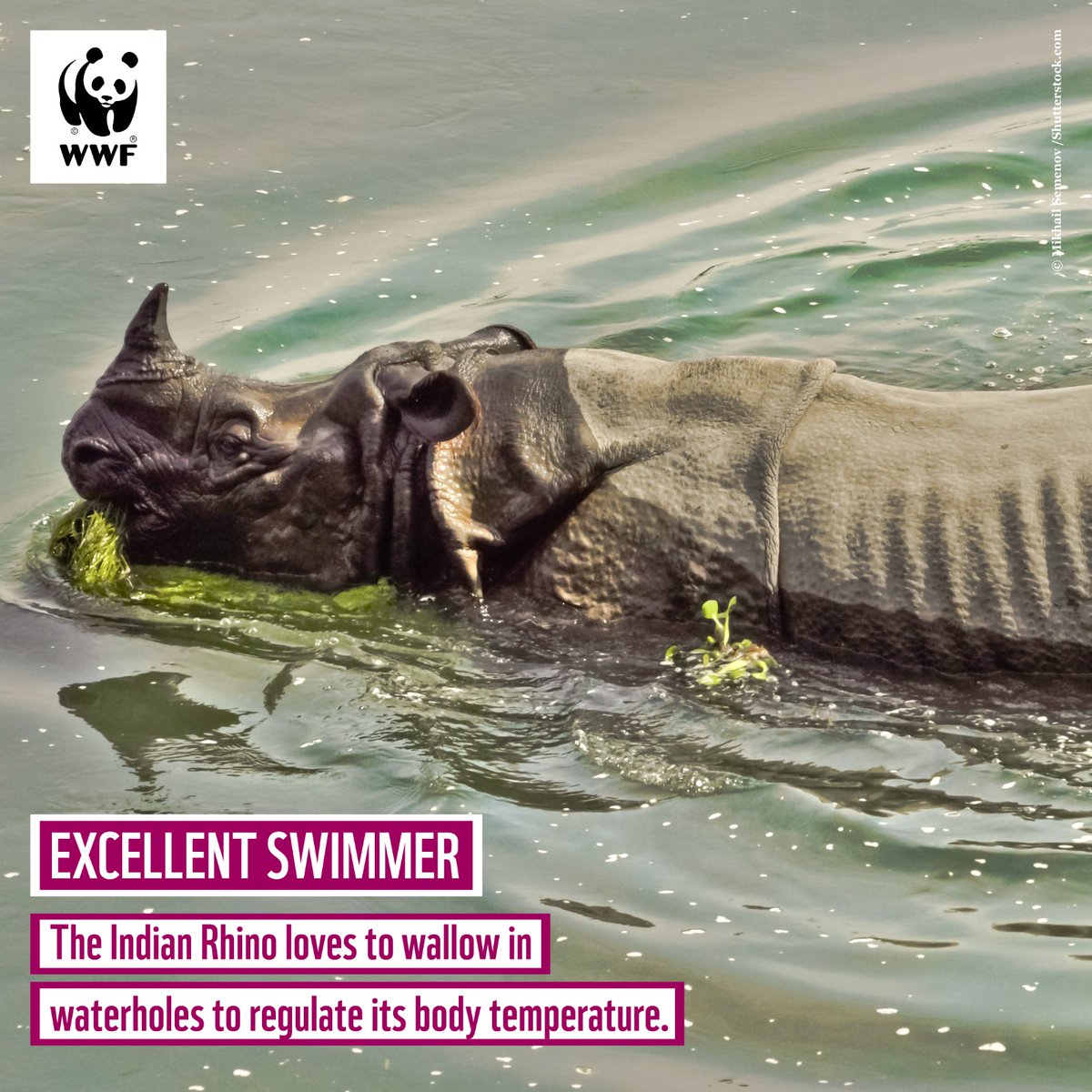 WWFINDIA's tweet photo. Today is World Rhino Day. #WWFIndia has been working towards #rhino conservation for over four decades. In India, you can spot these marvellous creatures in Assam, West Bengal, and Uttar Pradesh.  
#KnowYourRhino #WorldRhinoDay2023 #conservation https://t.co/N9k1tH8crF