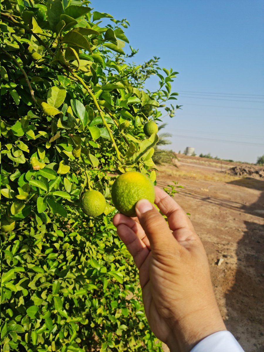 من طرائف لغة معاذ:
خرجت معه للمزرعة..أريته هذه الثمرة، فقال:"إنها ليمون أخضرة".
جملة عجيبة، فيها الكثير مما يستدعي النظر والتحليل.
ولكن كلمة "أخضرة" بالذات لافتة..فيها ما يسمى المبالغة في التعميم overgeneralization لتاء التأنيث، واستعمالها استعمالا إنتاجيا مع فئات صرفية لا تقبلها