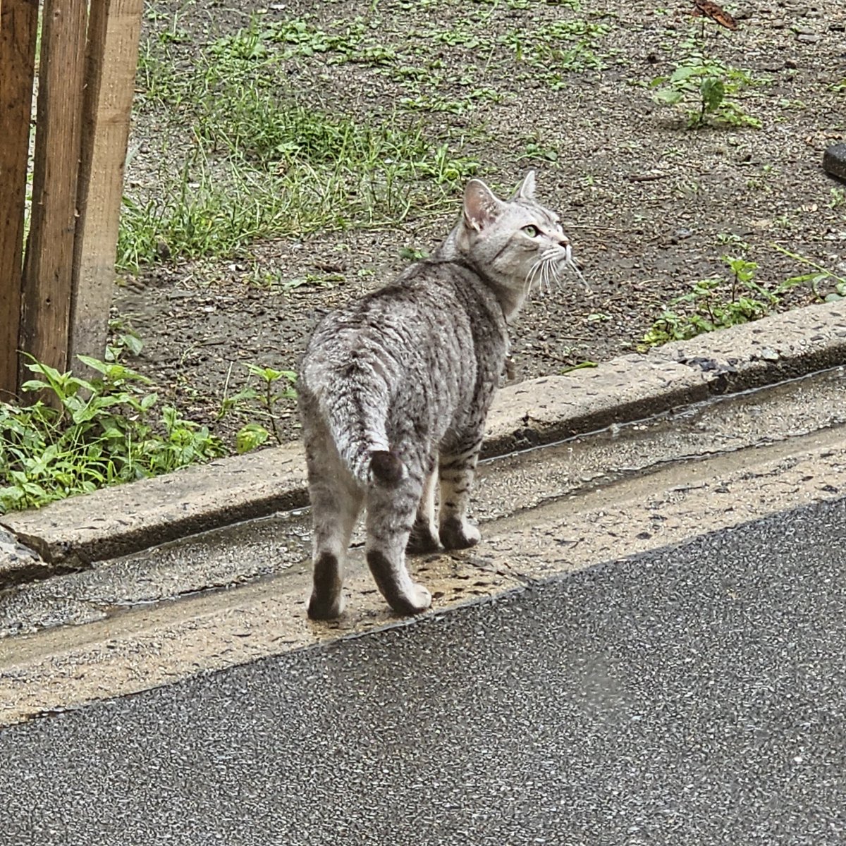 bts_since181214's tweet image. 여기와도 고양이 잘 못 만나는데 오늘만 3번째...
벌써부터 우리 애옹이 보고싶다😭

#우리인사하자_bye아닌hello