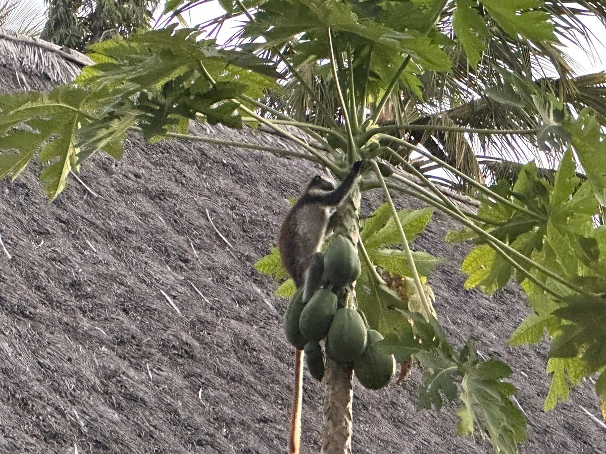 Zanzibar Red Colobus Project tweet media
