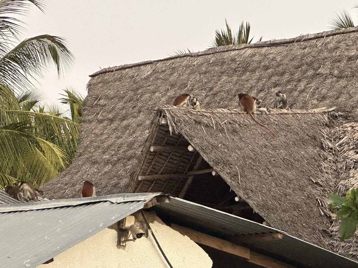 Zanzibar Red Colobus Project tweet media