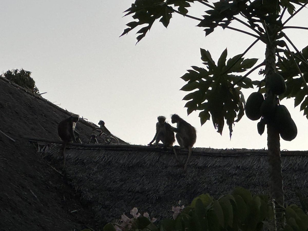 Zanzibar Red Colobus Project tweet media