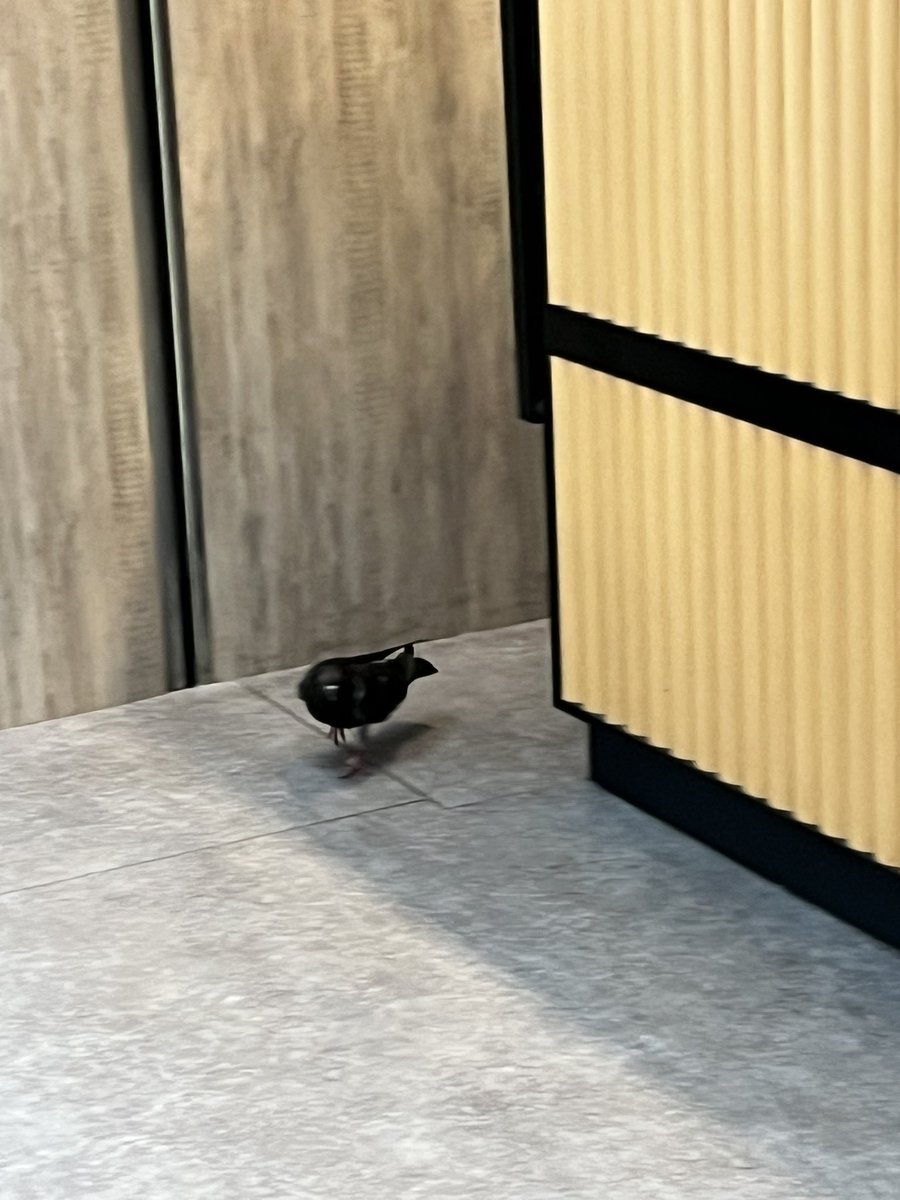 meowlunch's tweet photo. 京都、ミスドの従業員出入り口からハトが出てくる街 https://t.co/fufrmUsBQQ