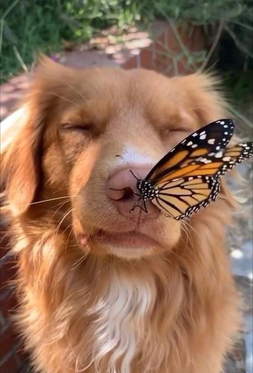 twaniimals's tweet photo. https://t.co/M2QjYiHQ5s