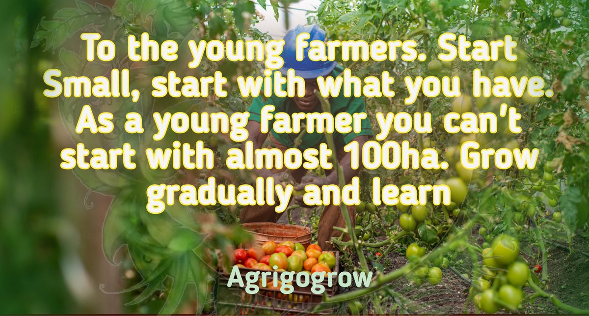 To the young farmers. Start Small, start with what you have. As a young farmers you can't start with almost 100ha. Grow gradually and learn. #Farming #AgricultureMarket #agriculture #SustainableAgriculture