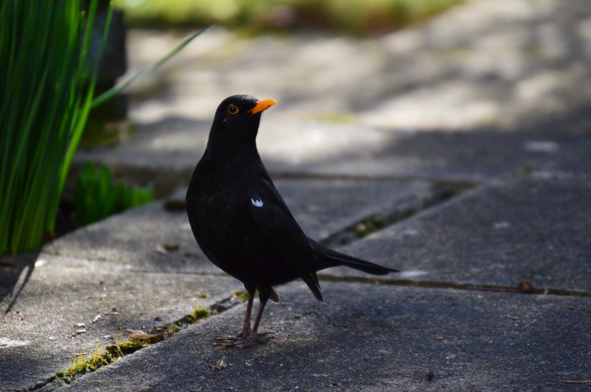 Swenneh's tweet photo. @indian_pitta A feathered friend from the backgarden. Some furry friends from Greece! https://t.co/9mbDi1EYNE
