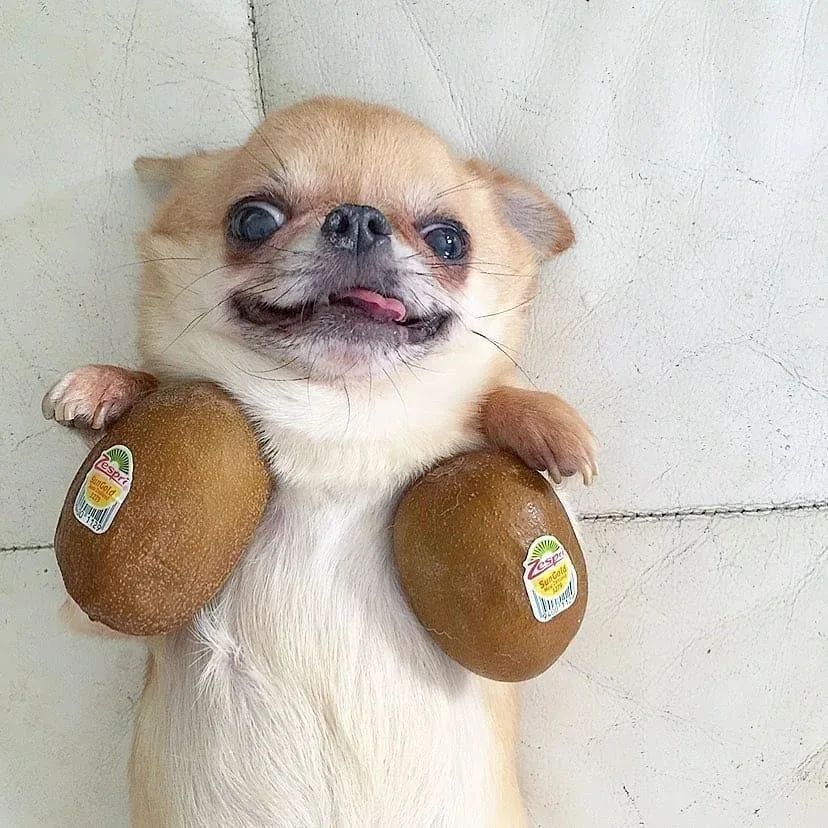Chihuahuadailly's tweet photo. Tag your friend...😂😂😂 https://t.co/Jd5MBL5BzP