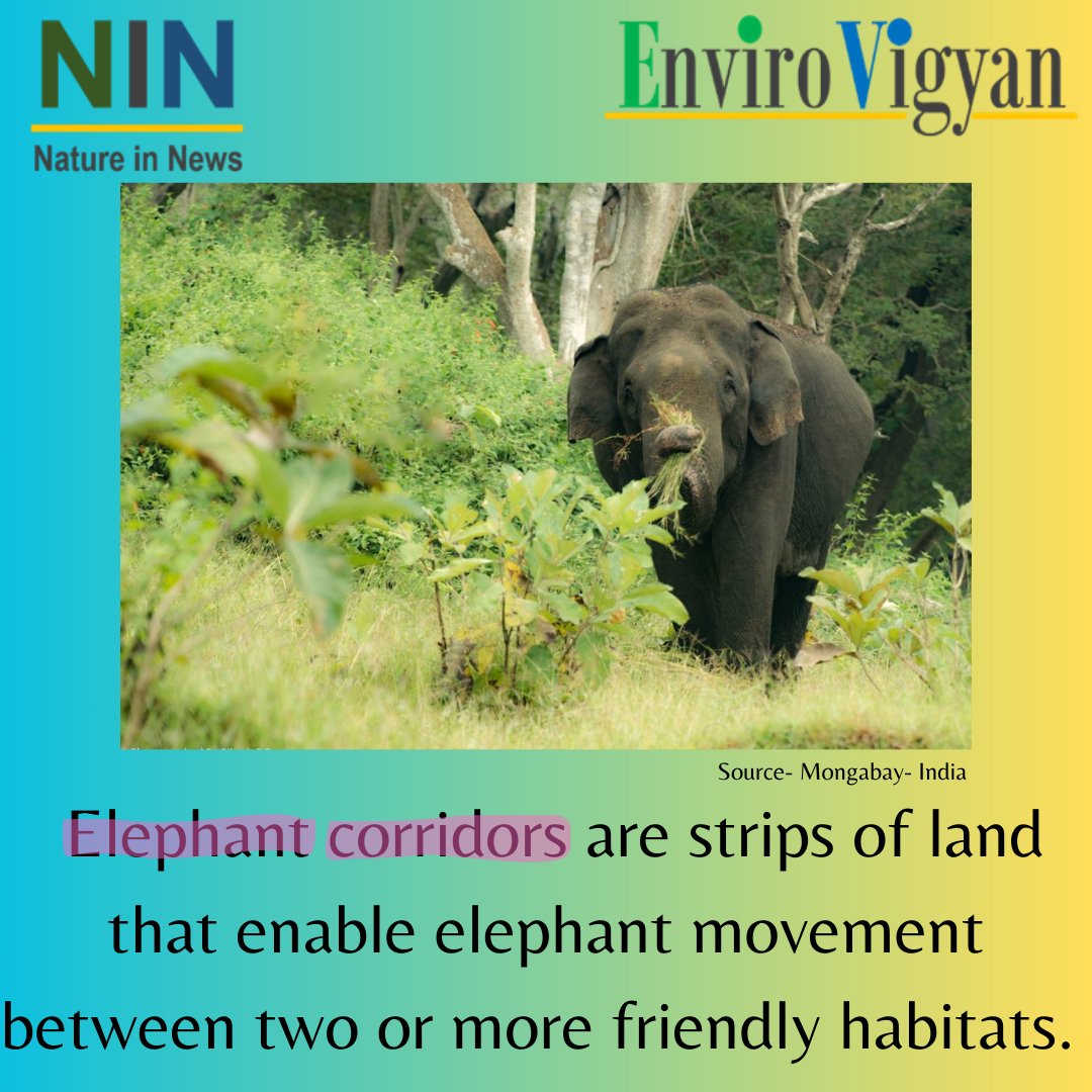 EnviroVigyan's tweet photo. #natureinnews #environment #nature #elephants #elephantcorridors #elephantsindia #india #elephantconservation #wildlife #wildlifeconservation #protectcorridors #protectelephants #elephantsofindia https://t.co/NewHDQYHUo