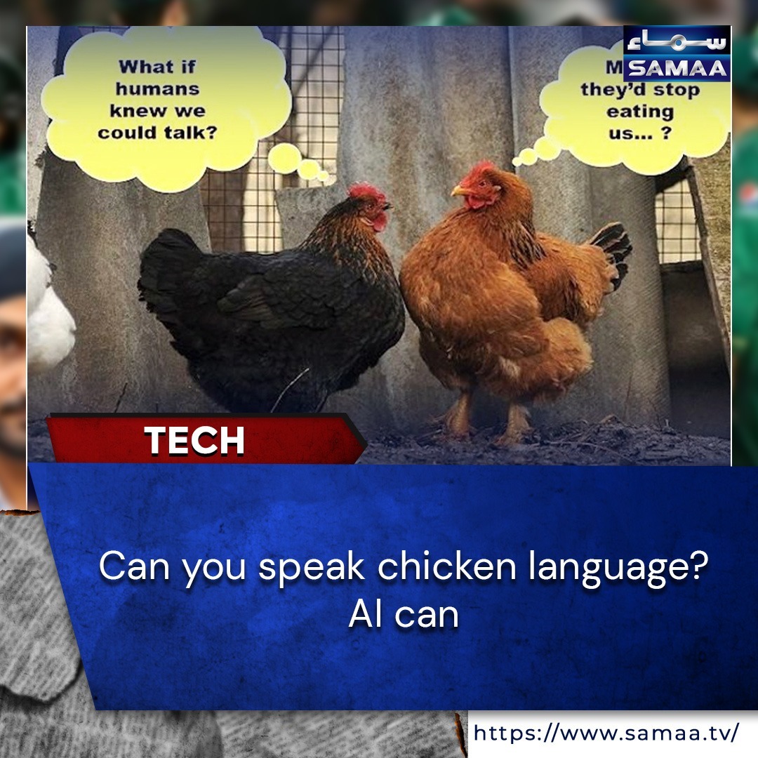 Read more: samaa.tv/208731192

#SamaaTech #ChickenEmotions #AIbreakthrough #AnimalCommunication #ScienceNews #EmotionTranslation