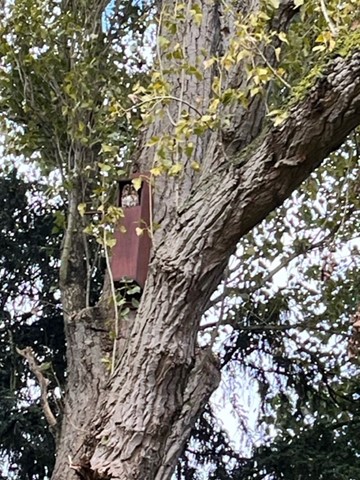 howberypark's tweet photo. We’re so pleased to see an owl in one of our #owlboxes.
Our Head Gardener Ben from @nurturegroup_uk spotted it and took the photo. https://t.co/QG6x3INJ9Q