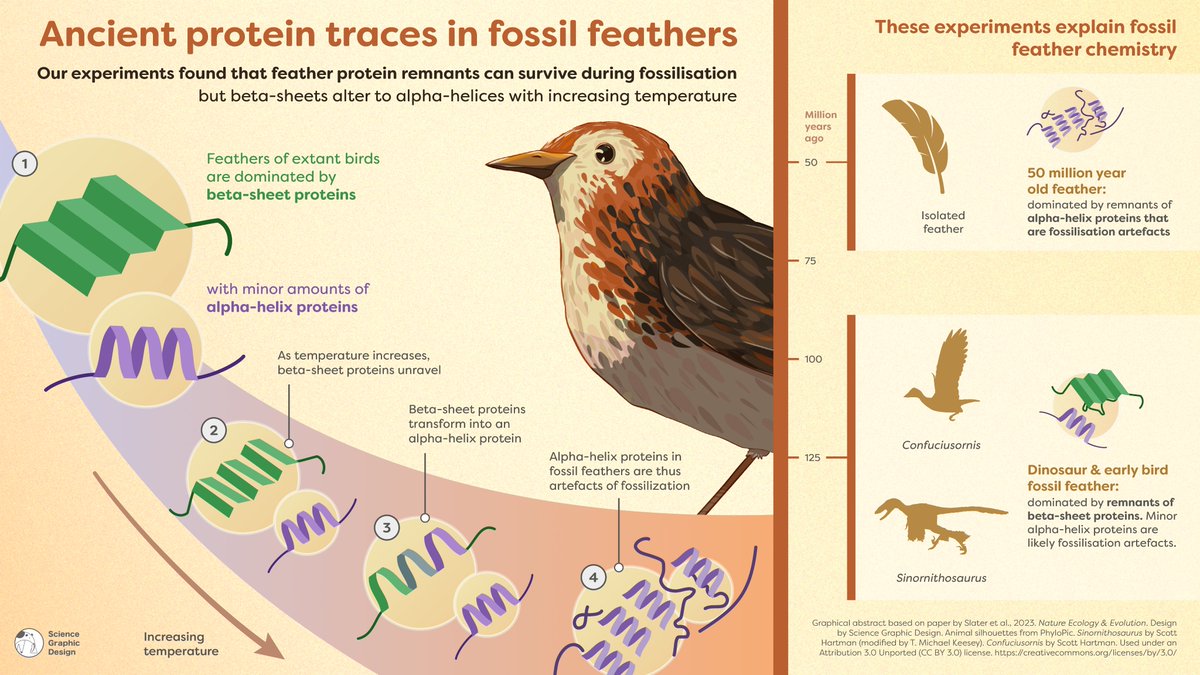 #FossilFriday is my cue to (again 😇) share this gorgeous summary by @GraphicsSci of our new paper on fossil proteins in #dinosaur feathers 🪶🦖@NatureEcoEvo @MariaMcN_palaeo Spoiler🚨The chemistry of modern feathers is ANCIENT! Seriously. Check out that bird.. 👁️👁️⤵️ (1/n)
