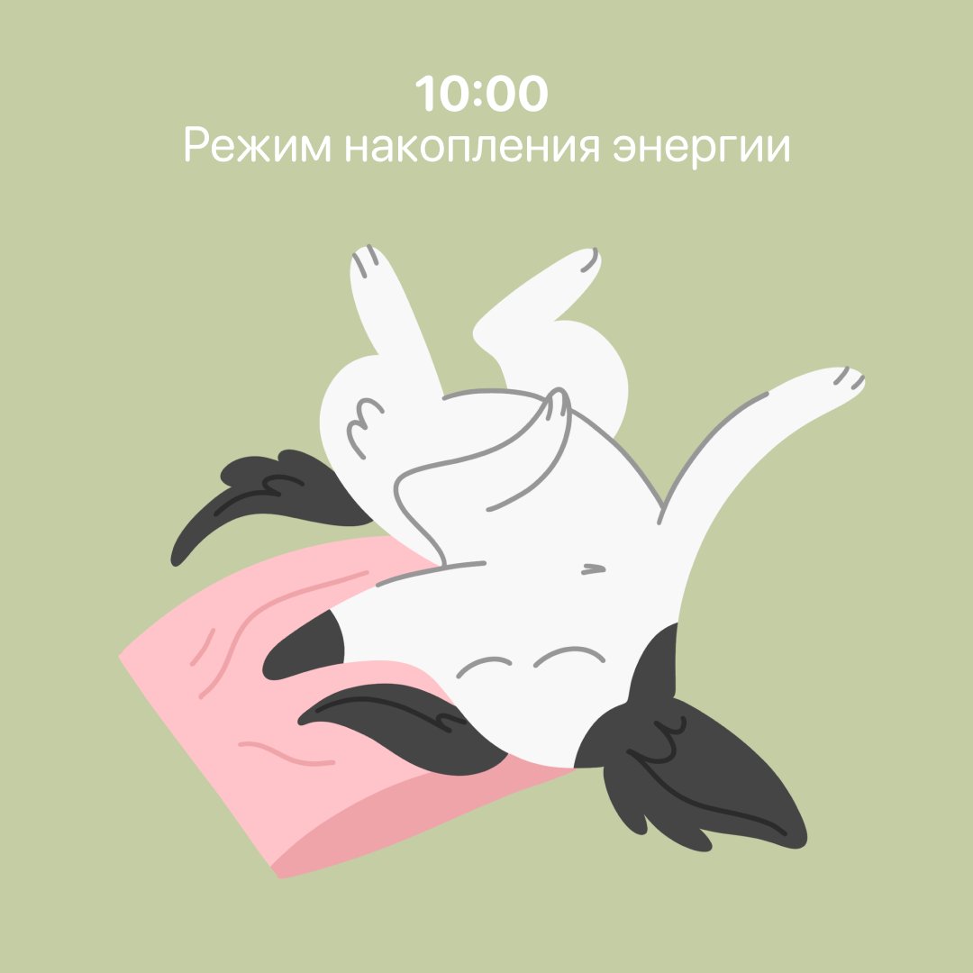 lapka_app's tweet photo. Подглядели у хвостиков идеальный режим дня!

Делитесь в комментариях любимыми занятиями ваших питомцев🐕 https://t.co/AVTCrJojJ5