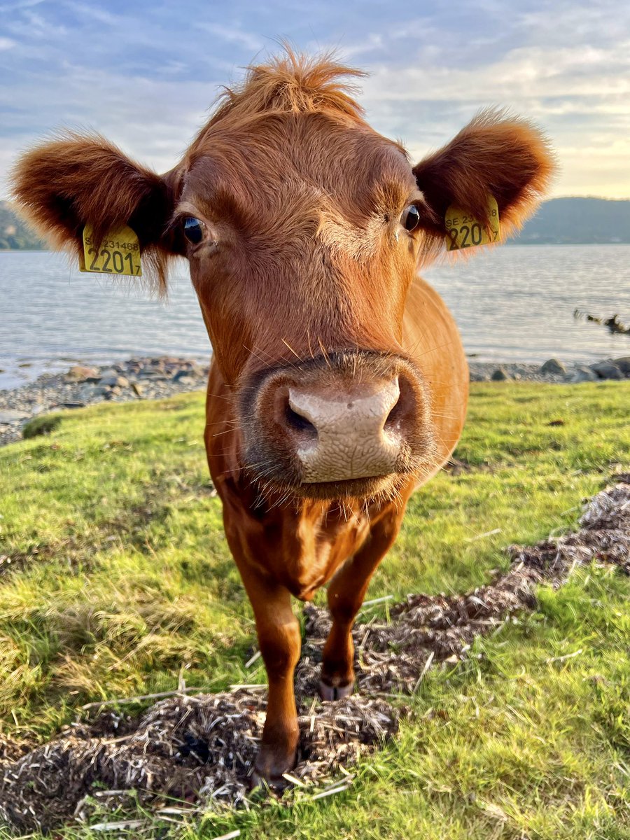 mMikaMarika's tweet photo. Firar fredag med KOllage - Kustkossor 🐮
#photolovers #kossor #kuhliebe #cowphotography #tierliebe #throughmyeyes #visualsofearth #artofvisuals #visualart #grateful #throughmyeyes #coastlife #cowlove #photowalk #photographylovers #photoart #fotokunst #photoart_official #fotokonst https://t.co/dr4CRjKZKO